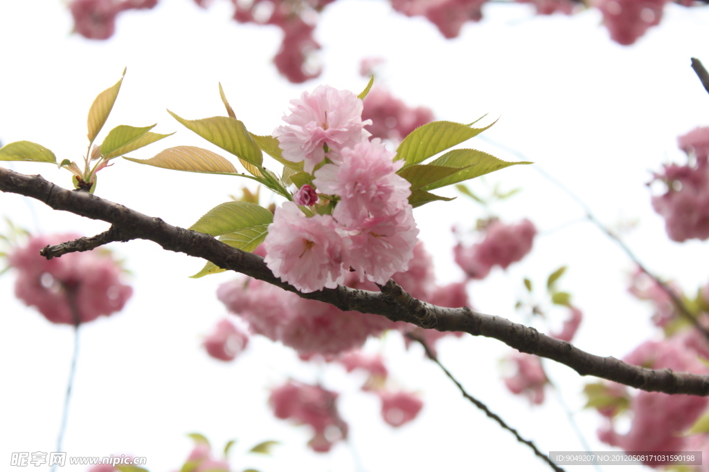 樱花
