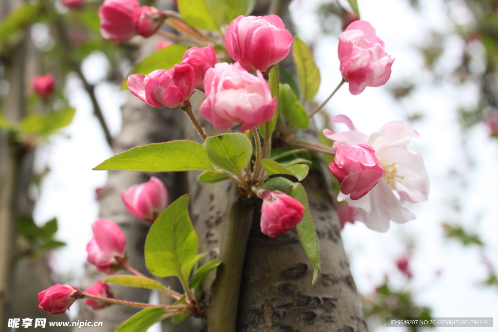 樱花