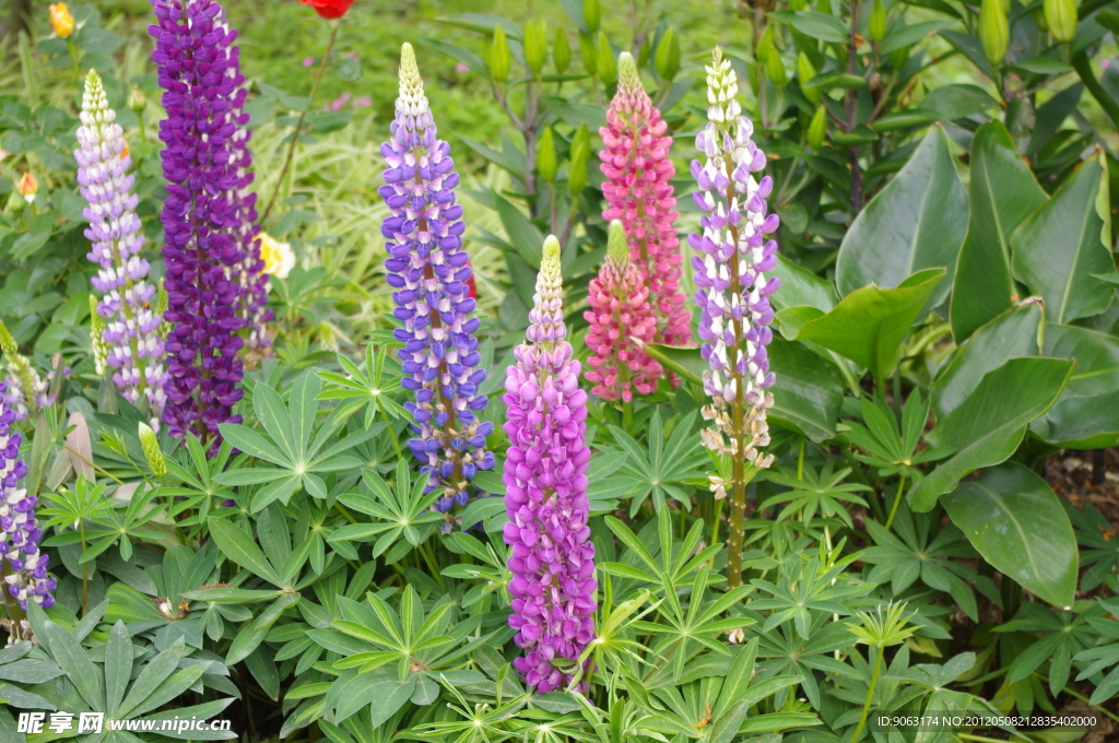 杭州西溪鲁冰花