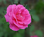 粉红月季花