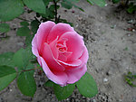 粉色月季花