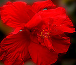 扶桑花