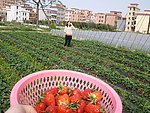 草莓