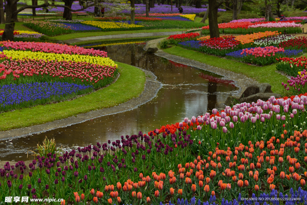 郁金香花园