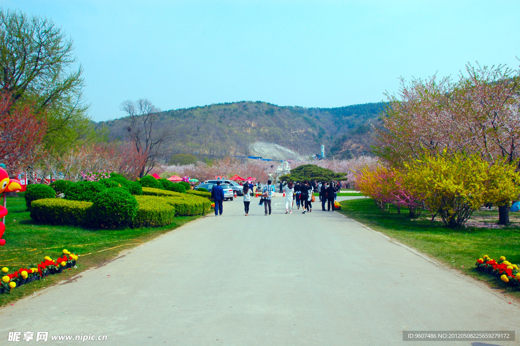 樱花园景