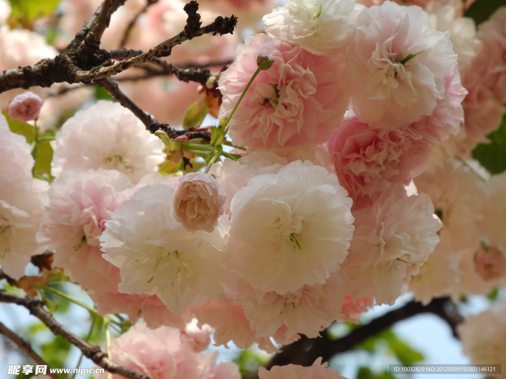 樱花