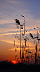 夕阳红