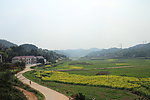 小路 油菜花 山