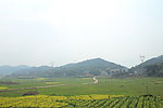 小路 油菜花