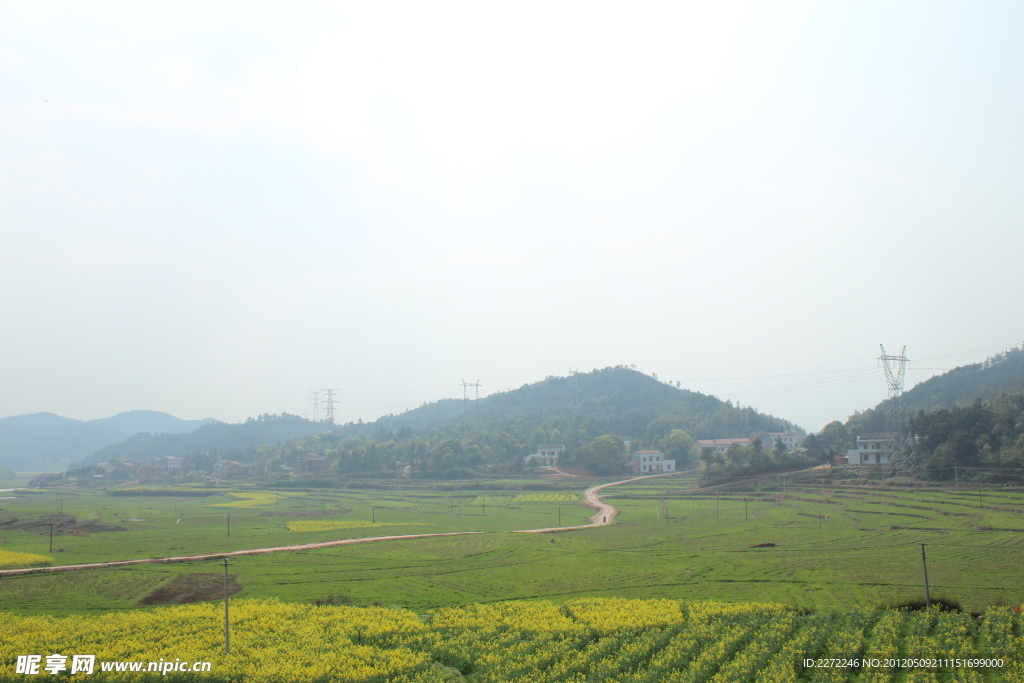 小路 油菜花