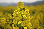 油菜花