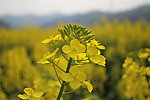 油菜花
