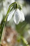 待雪草 雪花莲