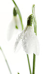 待雪草 雪花莲