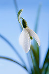待雪草 雪花莲