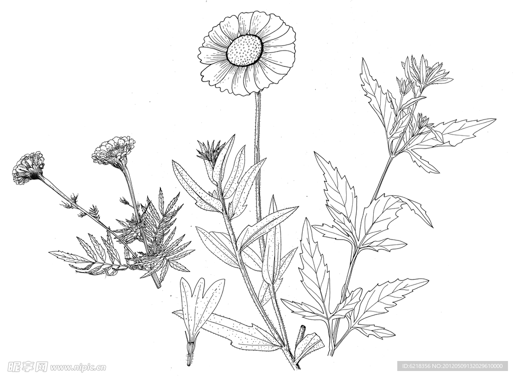 线描花