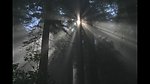 阳光穿过树林