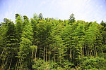 宏村