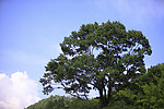 宏村