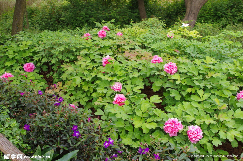 杭州西溪花朝节