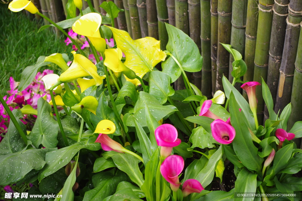 杭州西溪花朝节