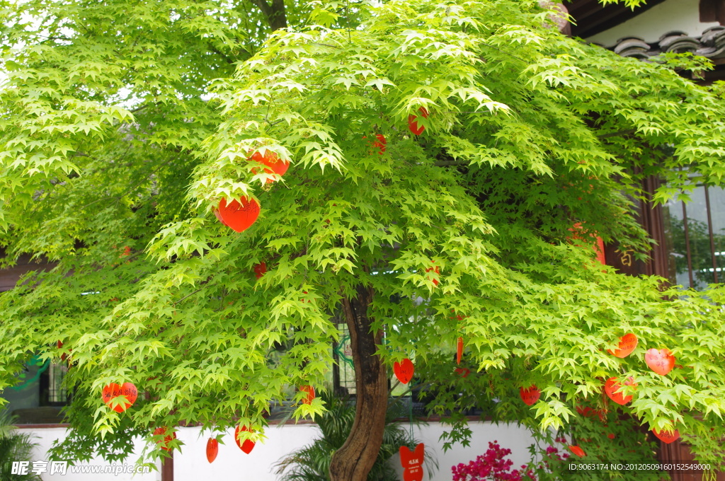 杭州西溪爱情树