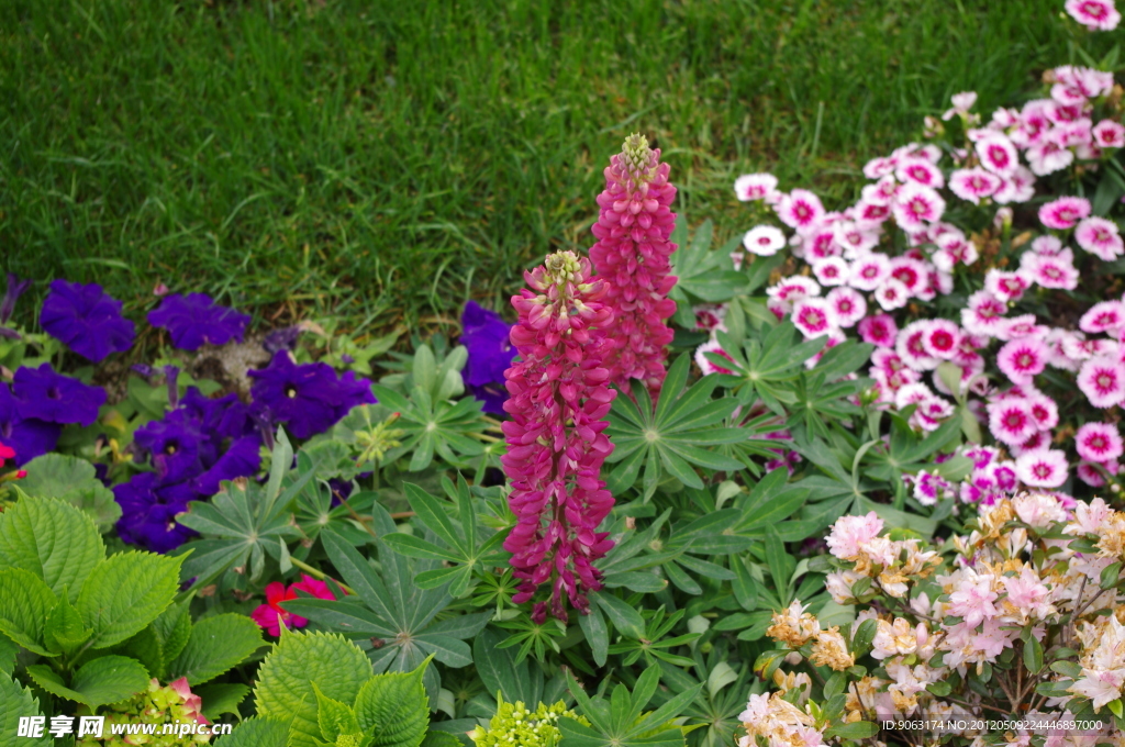 杭州西溪花朝节鲁冰花