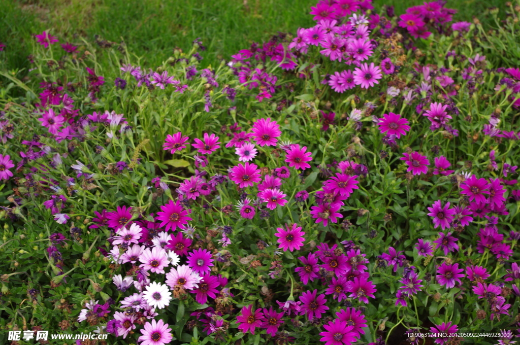 杭州西溪菊花