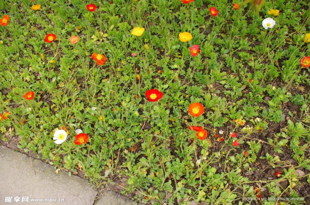 杭州西溪花朵