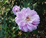 粉白月季花