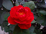 红月季花