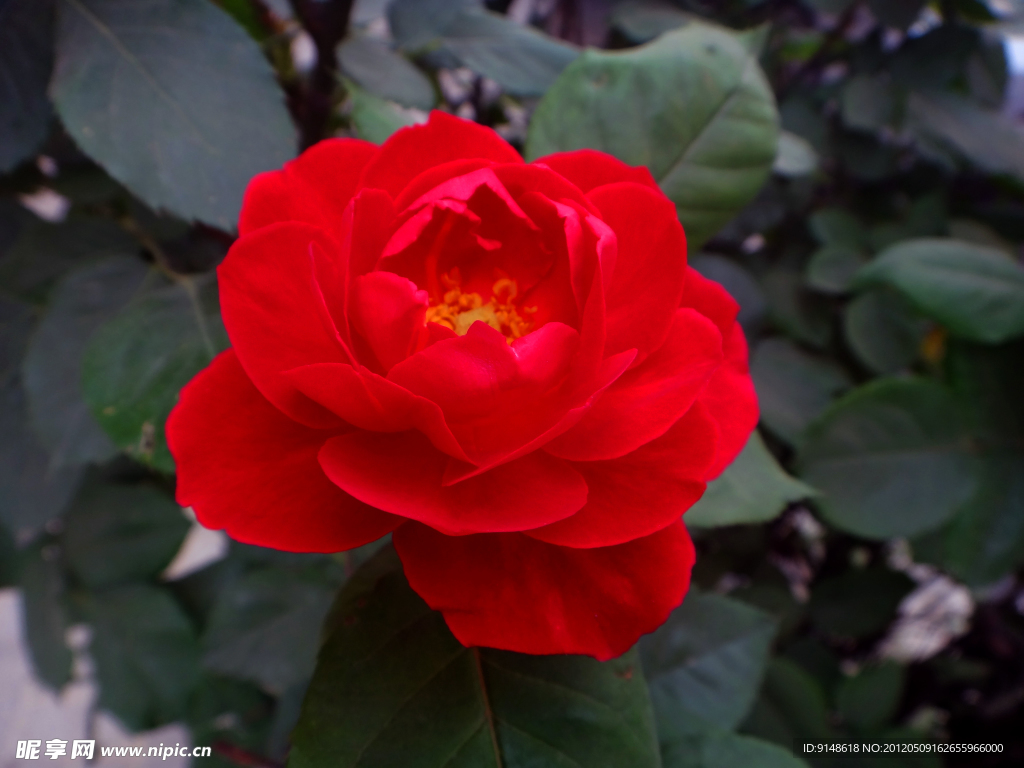 红月季花