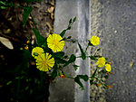 黄花