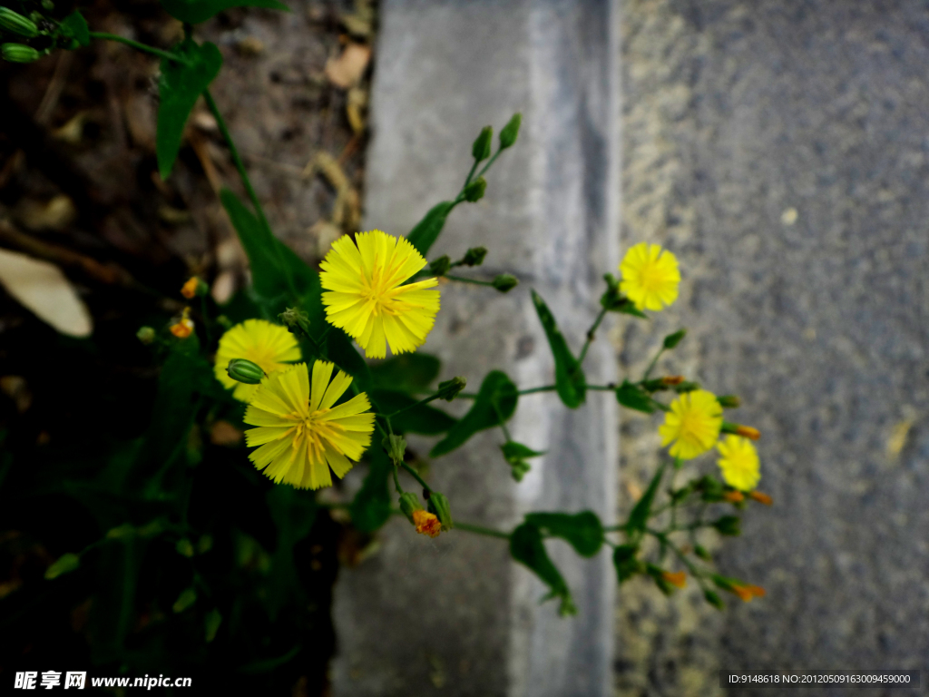 黄花