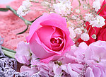 玫瑰花苞