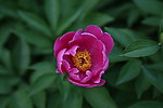 芍药花