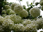 绣球花