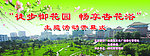 春天 春色 背景板 杏花