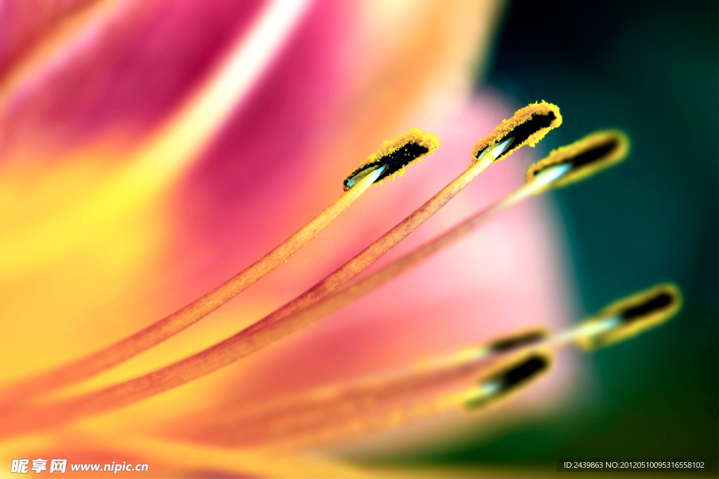 花蕊