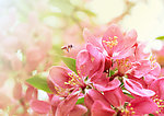 采蜜的蜜蜂