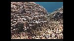 海洋生物