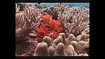 海洋生物