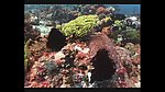 海洋生物