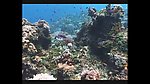 海洋生物
