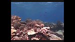 海洋生物