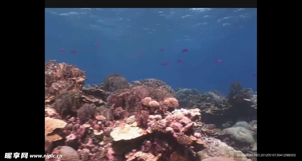 海洋生物