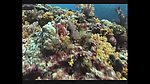 海洋生物