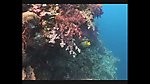 海洋生物