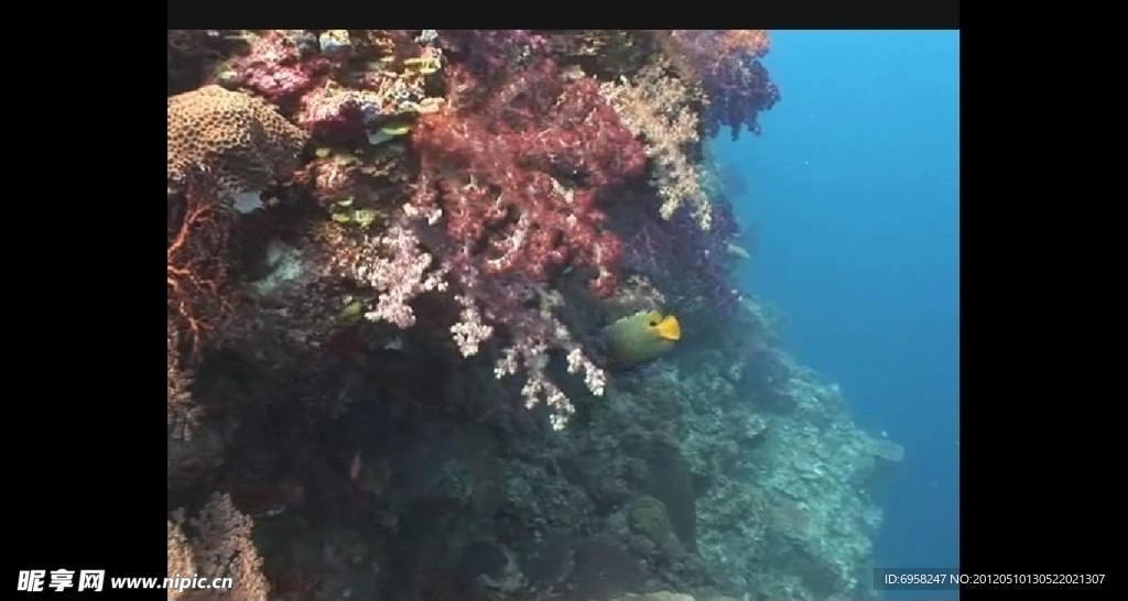 海洋生物