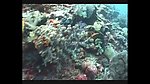 海洋生物
